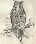 Grand-duc d'Europe