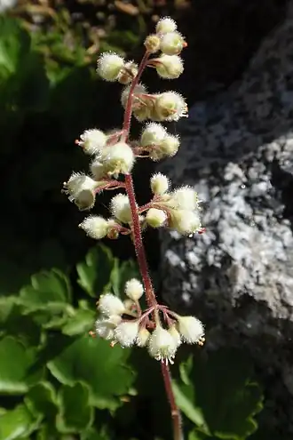 Description de l'image Heuchera merriamii.jpg.