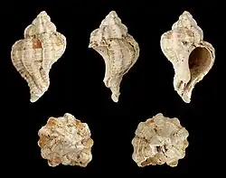 Hexaplex rudis