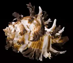 Murex endive