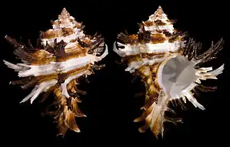 Hexaplex cichoreum