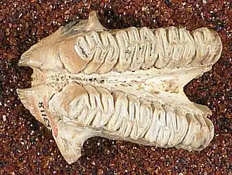 Description de l'image Hexolobodon phenax.jpg.