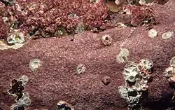 Heydrichia groeneri