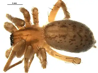 Description de l'image Hibana gracilis.jpg.