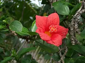 Hibiscus boryanus.