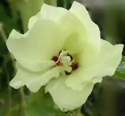 Hibiscus esculentus.