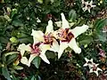 Fleur d’Hibiscus insularis