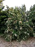 Hibiscus insularis en pied