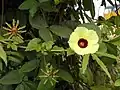 Tige avec fleurs en boutons et épanouies