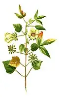 Planche botanique, vers 1880