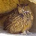 Hibou grand-duc.