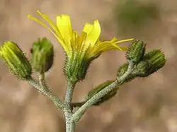 Inflorescences.