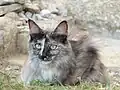 Angora turc black tortie smoke.