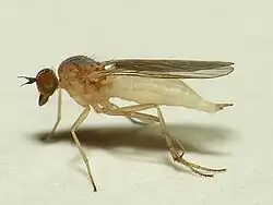 Hilara tenella.