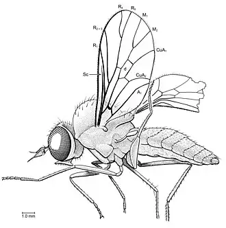 Description de l'image Hilarimorphites burmanica.jpg.