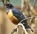 Spréo d'Hildebrandt (Lamprotornis hildebrandti)
