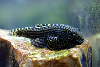 Sewellia lineolata