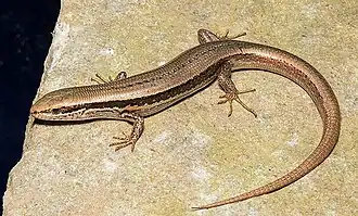 Description de l'image Himalayan Ground Skink Asymblepharus himalayanus by Ashahar alias Krishna Khan.jpg.