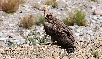 Vautour de l'Himalaya.