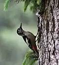 Femelle sur un tronc d'arbre, Guna Pani