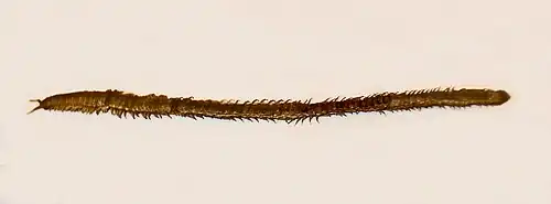 Himantarium gabrielis (Himantariidae).