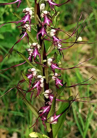 Description de l'image Himantoglossum caprinum Griechenland 726 7.6.jpg.