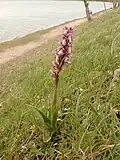 Himantoglossum robertianum
