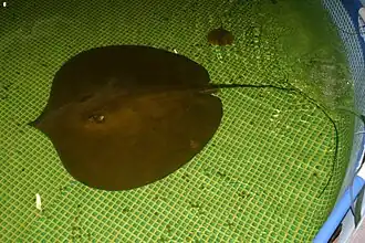 Raie Himantura Chaophraya (jusqu'à 2,4 m de diamètre et 600 kg)