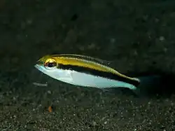 Scolopsis affinis