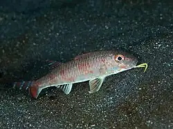 Upeneus japonicus