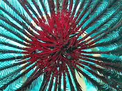 Pinnules proximales