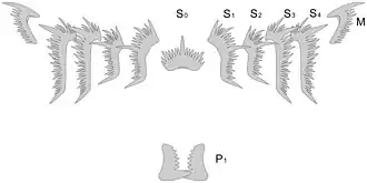Description de l'image Hindeodus_elements.jpg.