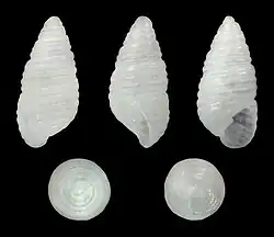 Hinemoa indica