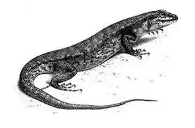 Description de l'image Hinulia_nigrolabris.jpg.