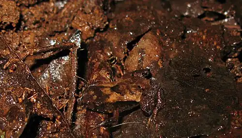 Grenouille difficilement distinguable sur une litière de feuilles mortes.