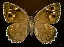 ♀ Face dorsale MHNT