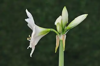 Inflorescence.