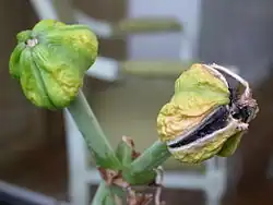 Fruits à maturité.