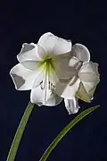 Hippeastrum intokazi.