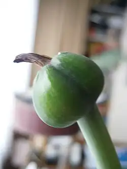 Jeune fruit.