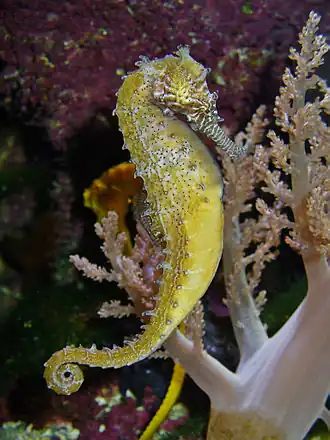 Hippocampus barbouri (Syngnathidae).