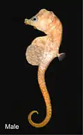 Hippocampus minotaur