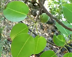 Fruit, en Guadeloupe.