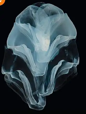 Description de l'image Hippopodius hippopus.jpg.