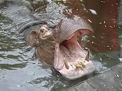 Photographie d'un hippopotame au zoo de La Flèche.
