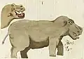 L'hippopotame