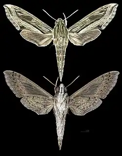 Hippotion velox