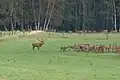 Cerfs en période de rut à Starkshorn