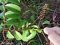 Inflorescence de Hirtella racemosa.
