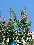 Branche fleurie de Hirtella racemosa.